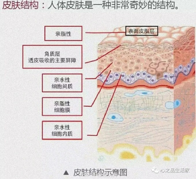 功能营养