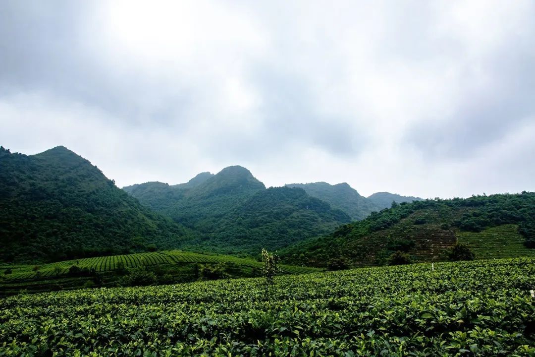 位于积庆里的英红九号茶园基地 08图源网络