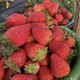 草莓的美味与营养，你知道多少？