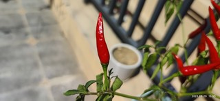自己种的辣椒，长得还是挺好的！