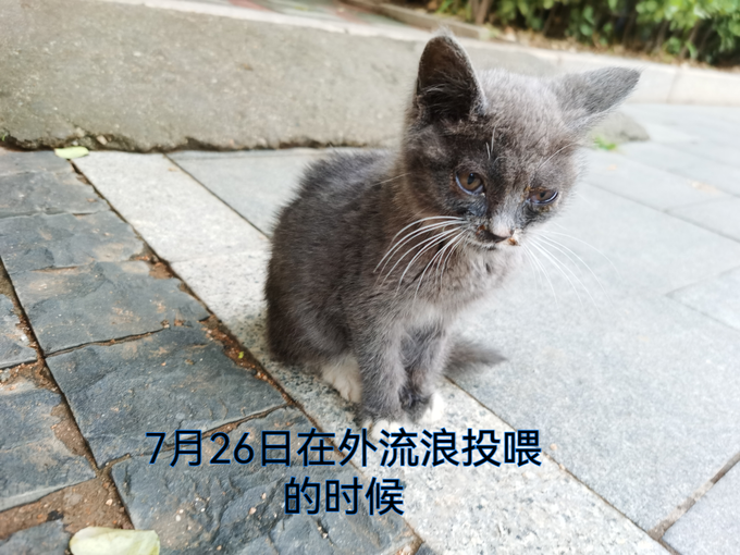 猫咪