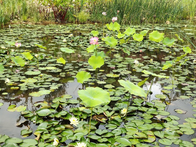 油画丙烯