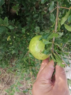 #夏日食光，石榴的多汁多籽