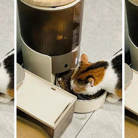与宠相伴 篇三十五：宠物全自动喂食器真的可以帮助猫咪按时吃饭吗？如何挑选？