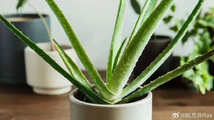 植物成分到底管不管用啊!