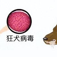 打疫苗应对狂犬病为什么是错误决策？