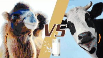 牛奶、羊奶、骆驼奶有什么区别？