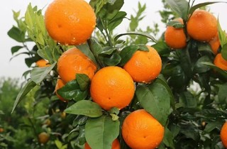 益肺润燥水果--柑橘