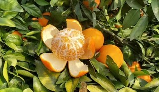 益肺润燥水果--柑橘