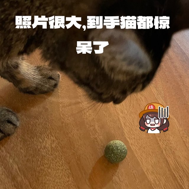 猫都惊呆了，照片很大的猫薄荷球