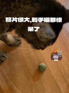 猫都惊呆了，照片很大的猫薄荷球