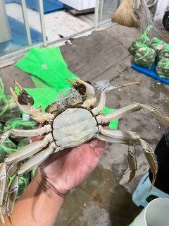 又到了吃螃蟹的季节了🦀