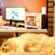 喵！喵！MEOW！来做一次猫咪主题的装机，七彩虹x鑫谷 MEOW系列硬件装机分享