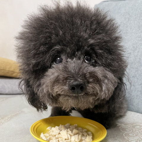 给狗吃零食好吗？狗狗平时该不该吃零食？