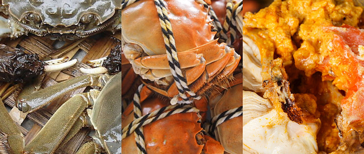 金秋之星大闸蟹我们走