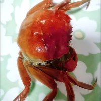 大闸蟹鲜活特大海鲜水产公母螃蟹礼盒