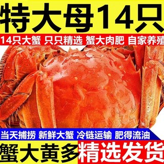 鲜活特大河蟹海鲜水产六月黄