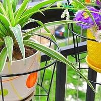 6种盆栽，便宜实用，养家里空气清新作用多，千万别小看它们了