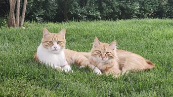 流浪猫救助 篇二：单位园区流浪猫家族﻿图记（二） 