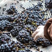 北半球的葡萄榨季开始啦，趁此给大家说一下优质的葡萄酒从葡萄园到酒杯的这个过程吧～