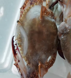 鱻谣 当季梭子蟹1300g/5-6只整蟹 200-300g/只 冷冻东海螃蟹 生鲜蟹类海鲜水产