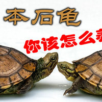 日本石龟，水龟中的游泳健将，你该怎么养？