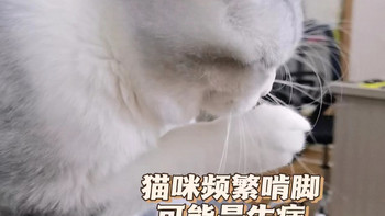 铲屎官注意！猫咪频繁啃脚？是生病的表现