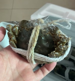 性价比不错的大闸蟹