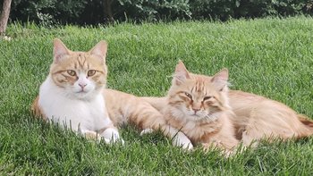 流浪猫救助 篇三：单位园区流浪猫家族﻿图记（三） 