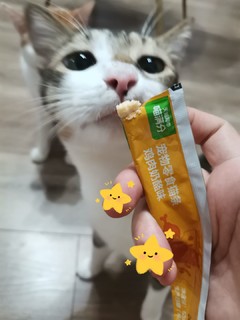 快看这只馋嘴的狸花猫