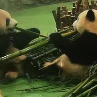 成都大熊猫繁育基地一日游之没看到花花竟看到了他两……