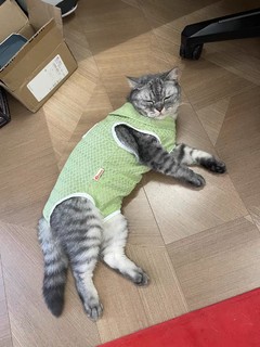 猫咪衣服夏天布偶防掉毛蓝猫宠物小猫四脚全包猫猫夏季薄款护肚衣