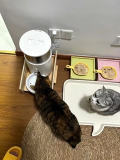 鸟语花香全自动喂食器猫light智能猫粮定时定量大容量宠物投食机