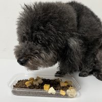 养宠好物 篇八：狗粮分析丨顶制金装无谷狗粮，专为老年犬研发，还挺适合小甜甜的（7岁的小狗子）