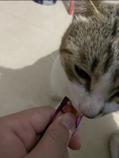 麦富迪 猫条 猫咪零食成猫幼猫营养猫湿粮三文鱼味14g*5