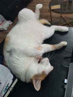 你见过猫猫静静鸡藏猫粮？