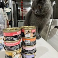 希宝泰国进口猫罐头混合装85g*24罐猫粮猫湿粮整箱装（多种口味）
