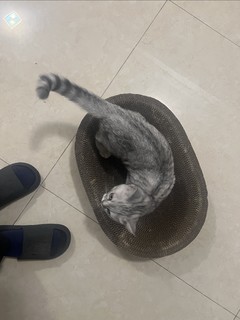 猫咪都需要的猫抓板