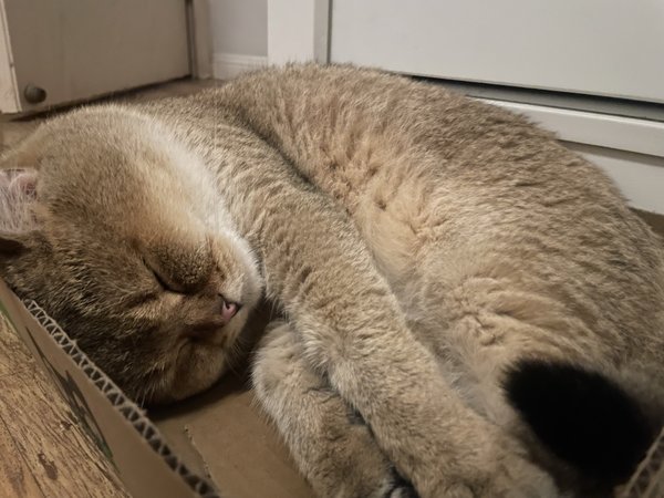 当拥有只非要在房里陪你睡觉的猫～