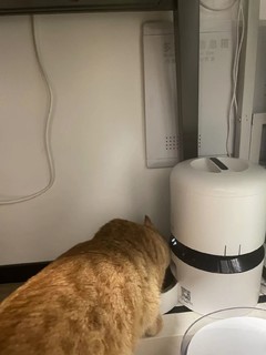 神器上线！猫粮自动喂食器让你不再为喂食烦恼！