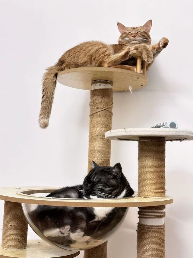 给猫咪整个猫爬架还是很有好处的