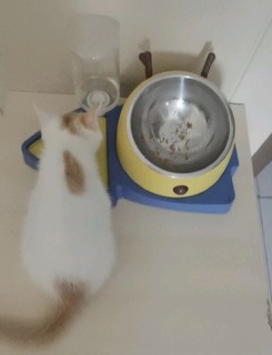 HELLOJOY猫碗狗碗双碗宠物自动饮水器不湿嘴猫食盆防打翻深 蓝黄色