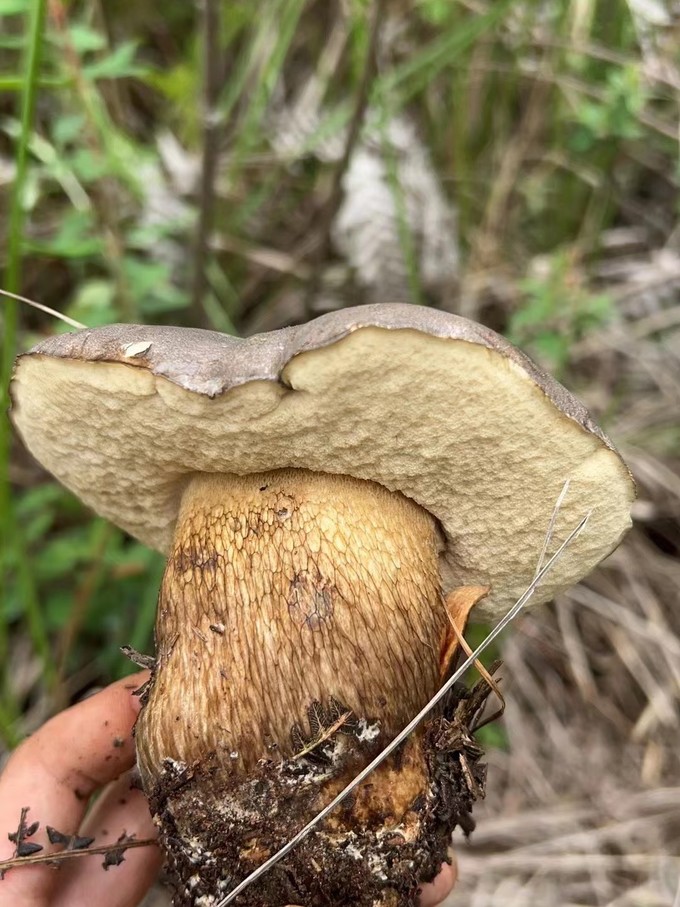 菌菇木耳