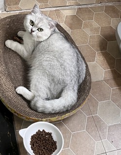 Orijen渴望鸡肉味猫粮5.4kg 成猫幼猫通用粮【美版】 