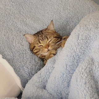 猫类幼崽可爱睡姿大赏