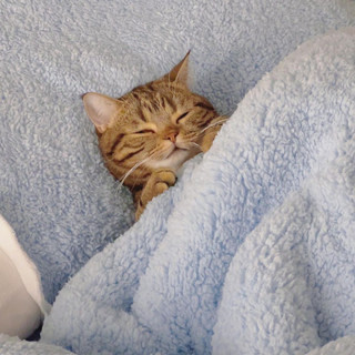 猫类幼崽可爱睡姿大赏