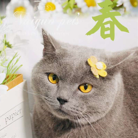 给猫咪减肥控制体重，有哪些猫粮可以推荐？