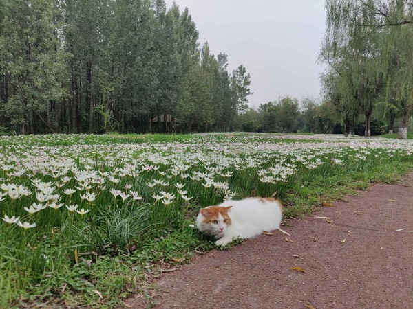 猫咪有泪痕，试试鸭肉混合冻干