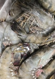 鲜京采 巨型黑虎虾 去冰净重1kg 13-15只/盒  送礼 家庭聚餐