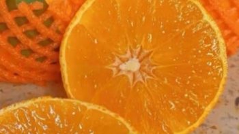 网红果冻橙、褚橙、脐橙，哪种你最爱？